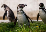 Drei-Humboldt-Pinguine_ASchibilla-titel